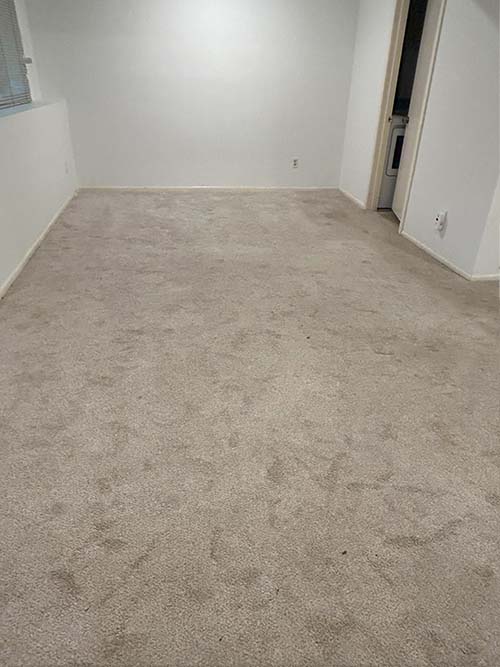 before carpet cleaning image