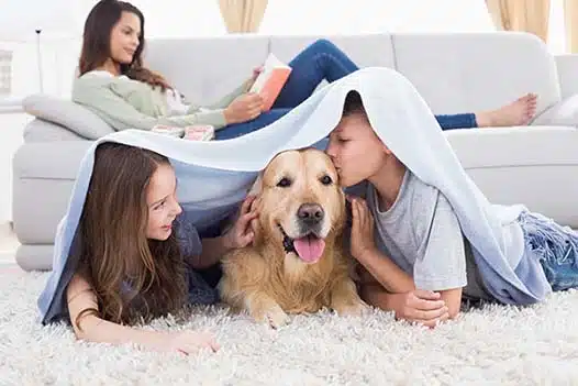 pet-safe carpet cleaning kids and dog